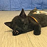 Batman participe au concours pour gagner de l'argent avec cette photo : animal, background_cat, black_cat, blue_background, close_up, collar, cute, domestic_cat, feline, fur, indoor, kitten, orange_collar, paw, pet, relaxed, resting, sleeping, whiskers, wooden_floor