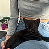 Batman a rejoint le concours — aidez-le/la à gagner de superbes lots ! black_cat, blue_jeans, bonsai_tree, casual_clothing, cozy, cute_animal, gray_shirt, hand, indoor, jeans, kitten, lap, long_sleeve, person, pet, plant, relaxed, sitting, table, young_cat