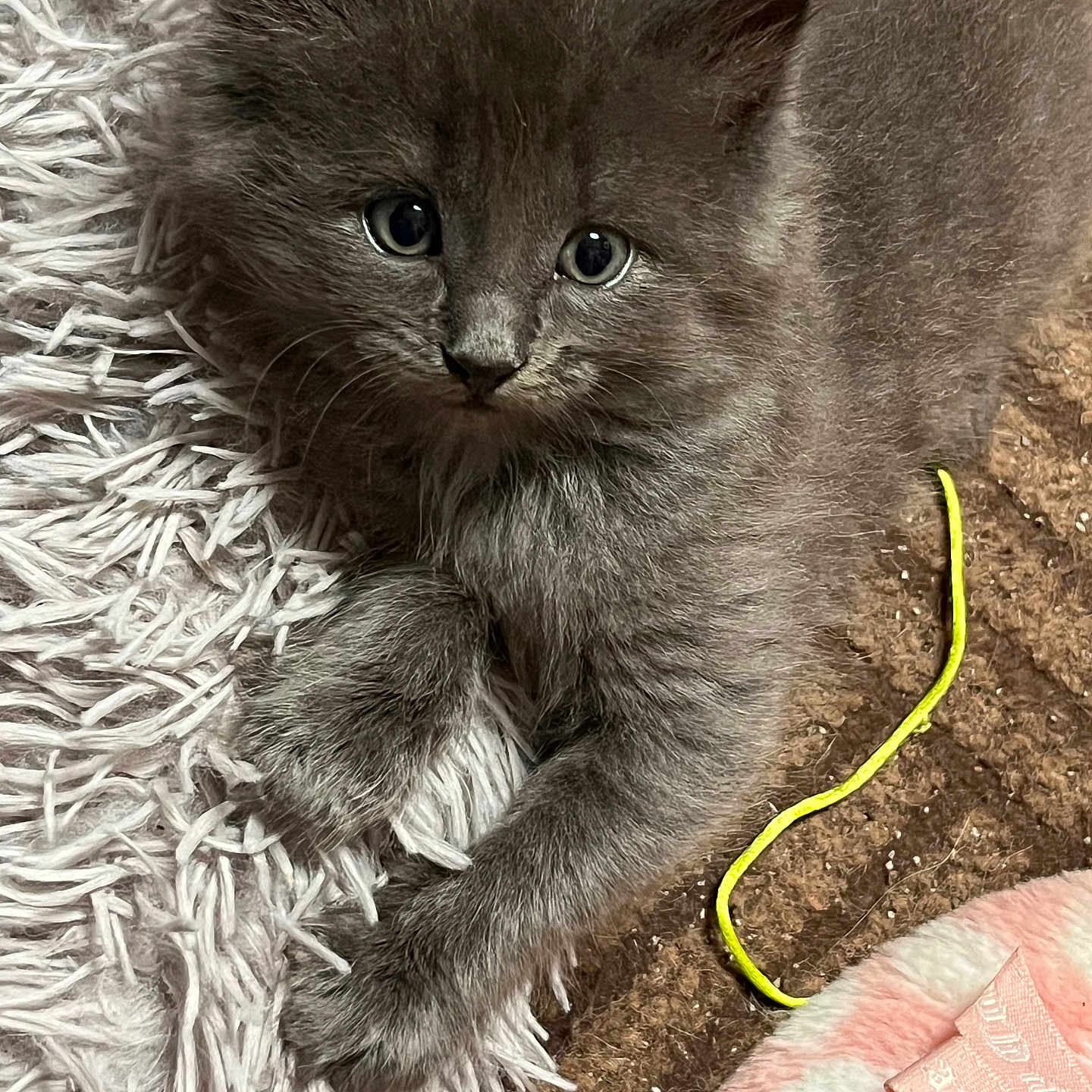 Dusty Rowe is registered to the contest to win money with this photo: animal, blanket, cat, cozy, curious, cute, eyes, fluffy, fur, gray_fur, indoor, kitten, paws, pet, resting, rug, string, texture, whiskers, young