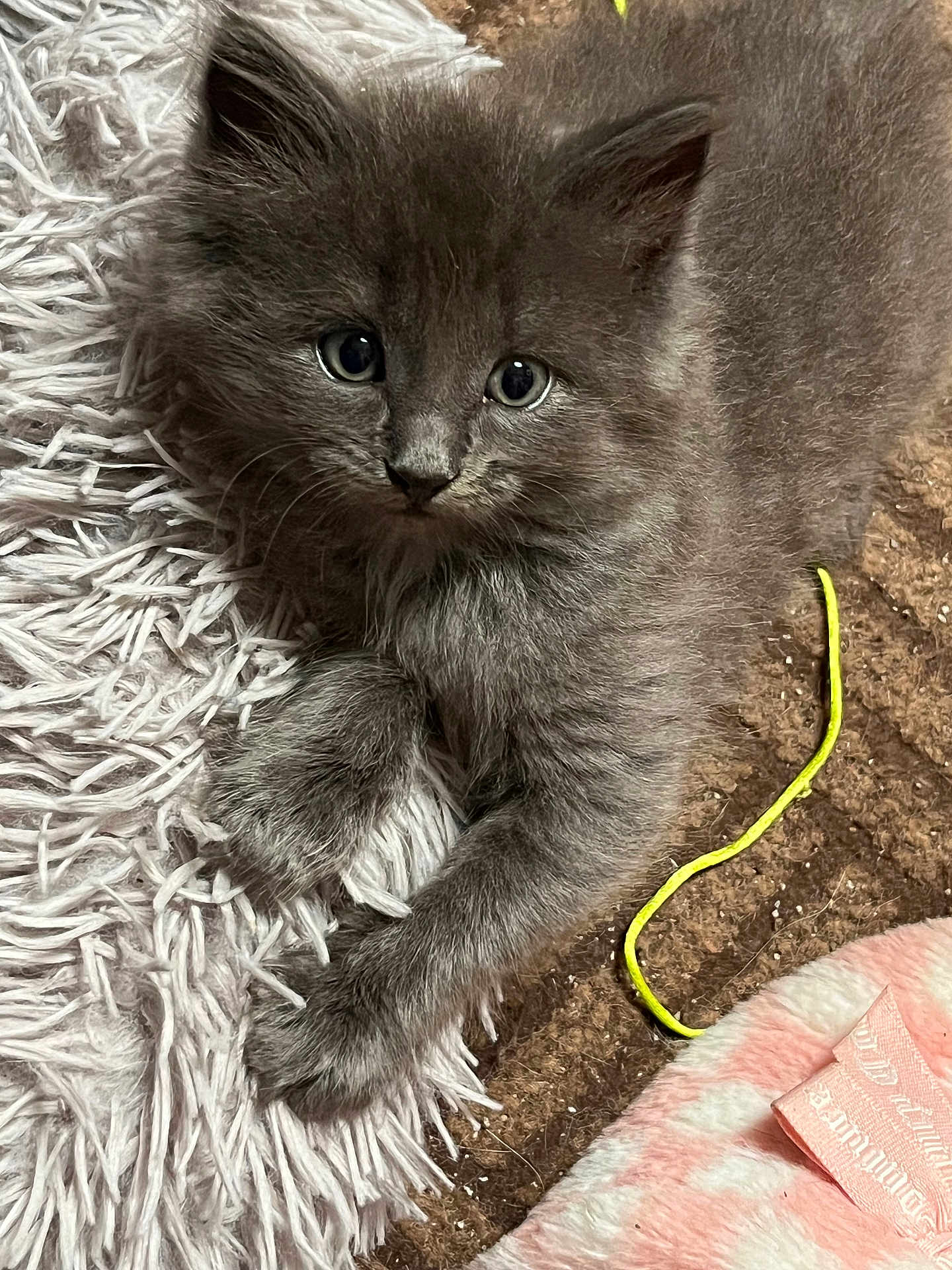 Dusty Rowe is registered to the contest to win money with this photo: kitten, cat, gray_fur, fluffy, pet, animal, indoor, curious, cute, young, fur, whiskers, eyes, paws, rug, blanket, string, texture, cozy, resting