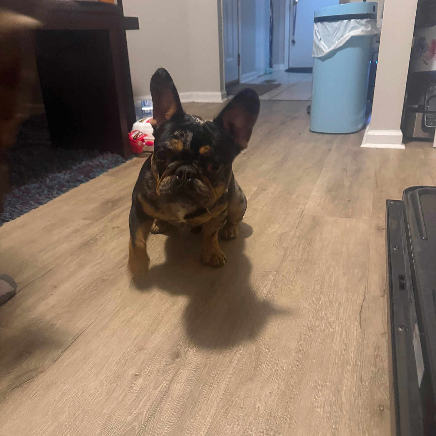 Mr. Kodak is registered to the contest to win money with this photo: accessories, adult, animal, bag, bulldog, canine, dog, frenchbulldog, handbag, hardwood, indoors, interiordesign, male, man, person, pet, plywood, puppy, stainedwood, wood