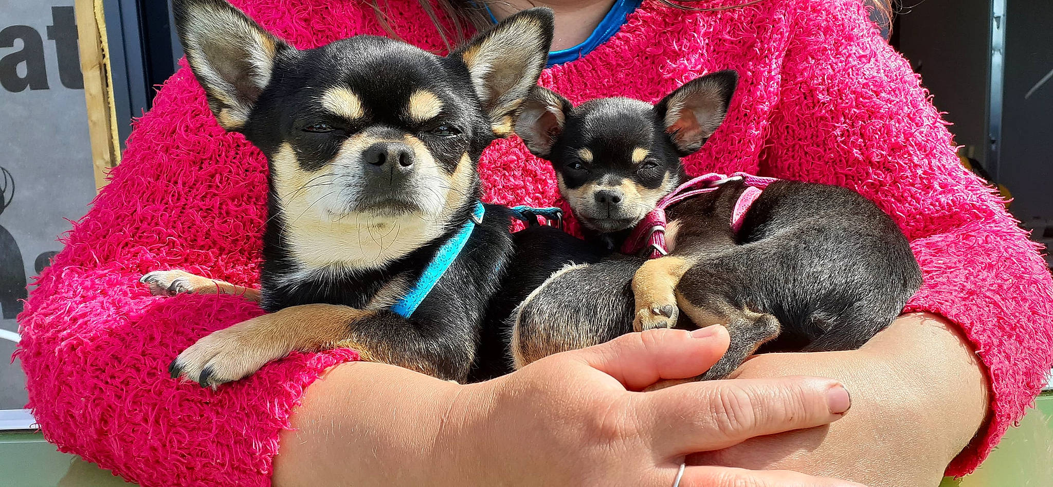 Ruby a rejoint le concours — aidez-le/la à gagner de superbes lots ! canidae, carnivore, chihuahua, comfort, companion_dog, dog, dog_breed, dog_supply, fawn, fur, mammal, nail, pattern, russkiy_toy, snout, sporting_group, terrestrial_animal, toy_dog, vertebrate, working_animal