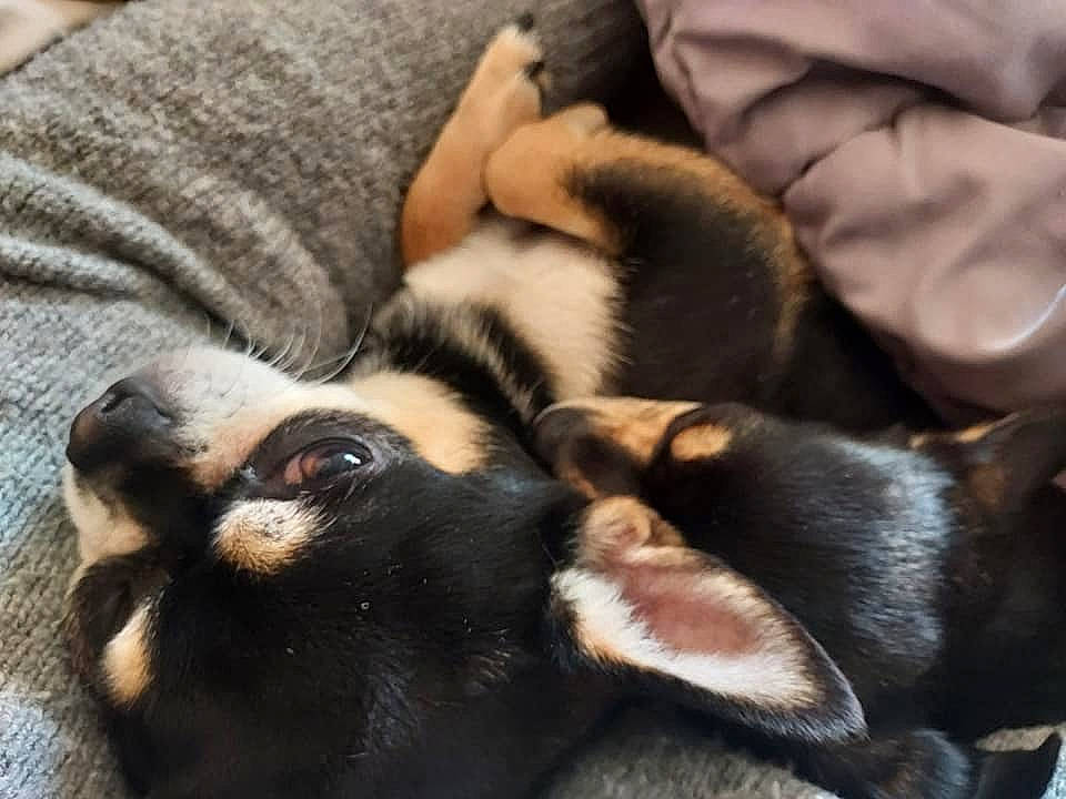 Ruby participe au concours pour gagner de l'argent avec cette photo : carnivore, claw, cloud, comfort, companion_dog, dog, dog_breed, fawn, felidae, fur, linens, paw, puppy_love, small_to_medium_sized_cats, sporting_group, tail, terrestrial_animal, toy_dog, whiskers, working_animal