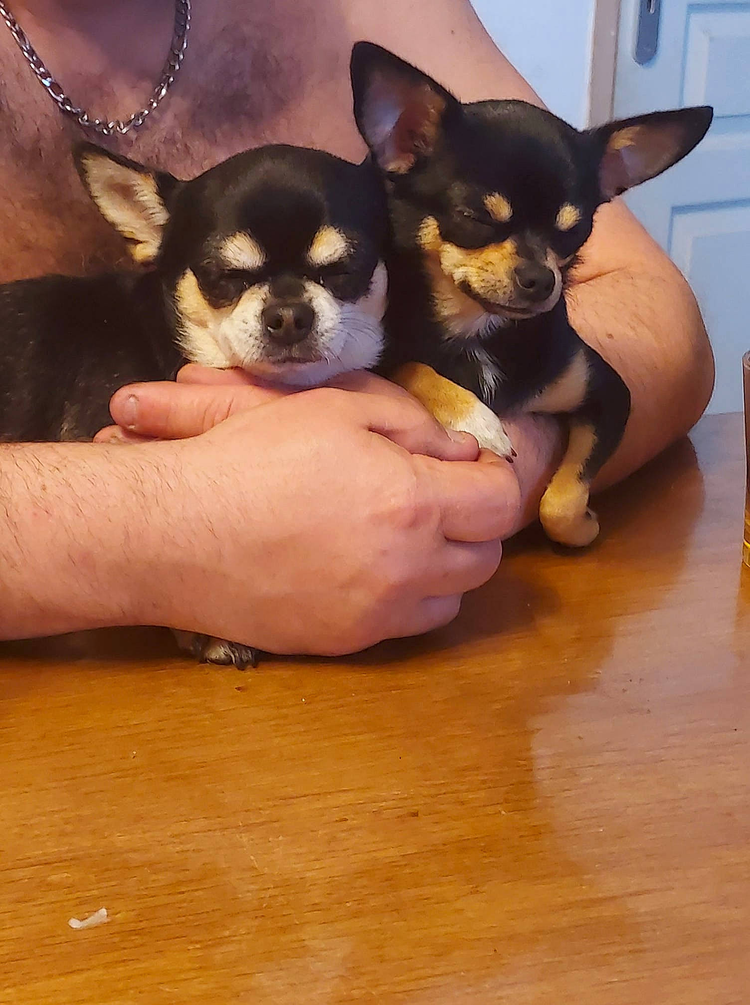 Ruby a rejoint le concours — aidez-le/la à gagner de superbes lots ! canidae, carnivore, chihuahua, companion_dog, dog, dog_breed, ear, eye, fawn, hardwood, head, mammal, nail, snout, sporting_group, toy_dog, vertebrate, whiskers, wood, working_animal