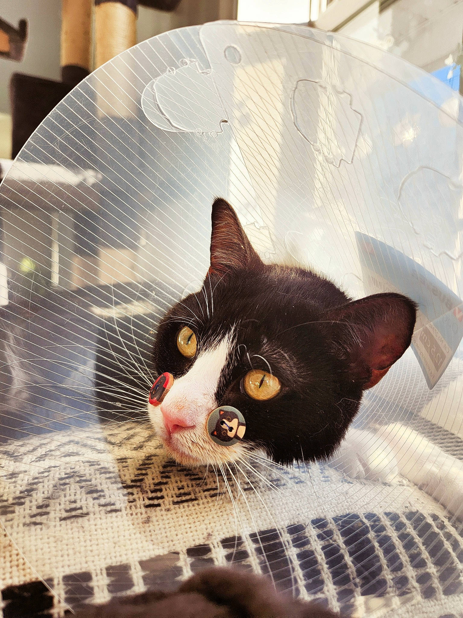 Georgia is registered to the contest to win money with this photo: box, cardboard, carnivore, cat, comfort, comfort_food, domestic_short_haired_cat, ear, felidae, fur, linens, pattern, paw, sitting, small_to_medium_sized_cats, snout, square, tail, whiskers