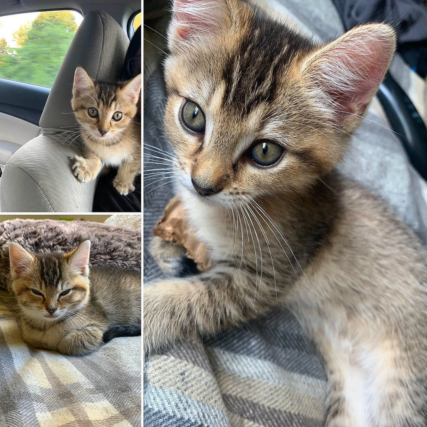 Ashy joined the competition — help win amazing prizes! automotive_window_part, beige, carnivore, cat, cat_supply, domestic_short_haired_cat, fawn, felidae, fur, kitten, pet_supply, small_to_medium_sized_cats, snout, tabby_cat, vehicle_door, vertebrate, whiskers