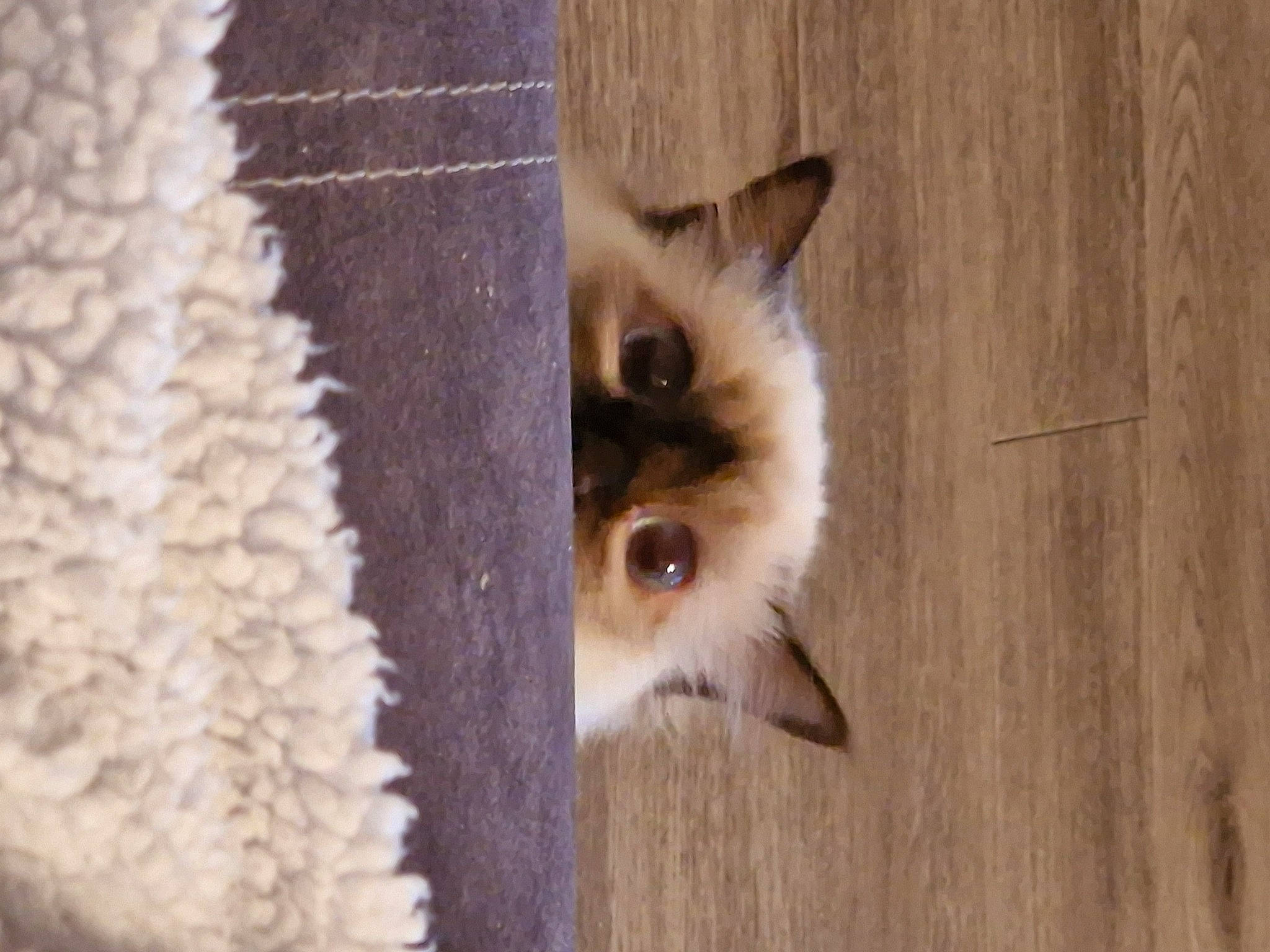 Uttopia participe au concours pour gagner de l'argent avec cette photo : animal_shelter, balinese, carnivore, cat, dog_breed, fawn, felidae, flooring, fur, hardwood, pet_supply, plank, siamese, small_to_medium_sized_cats, snout, tail, terrestrial_animal, varnish, whiskers, wood