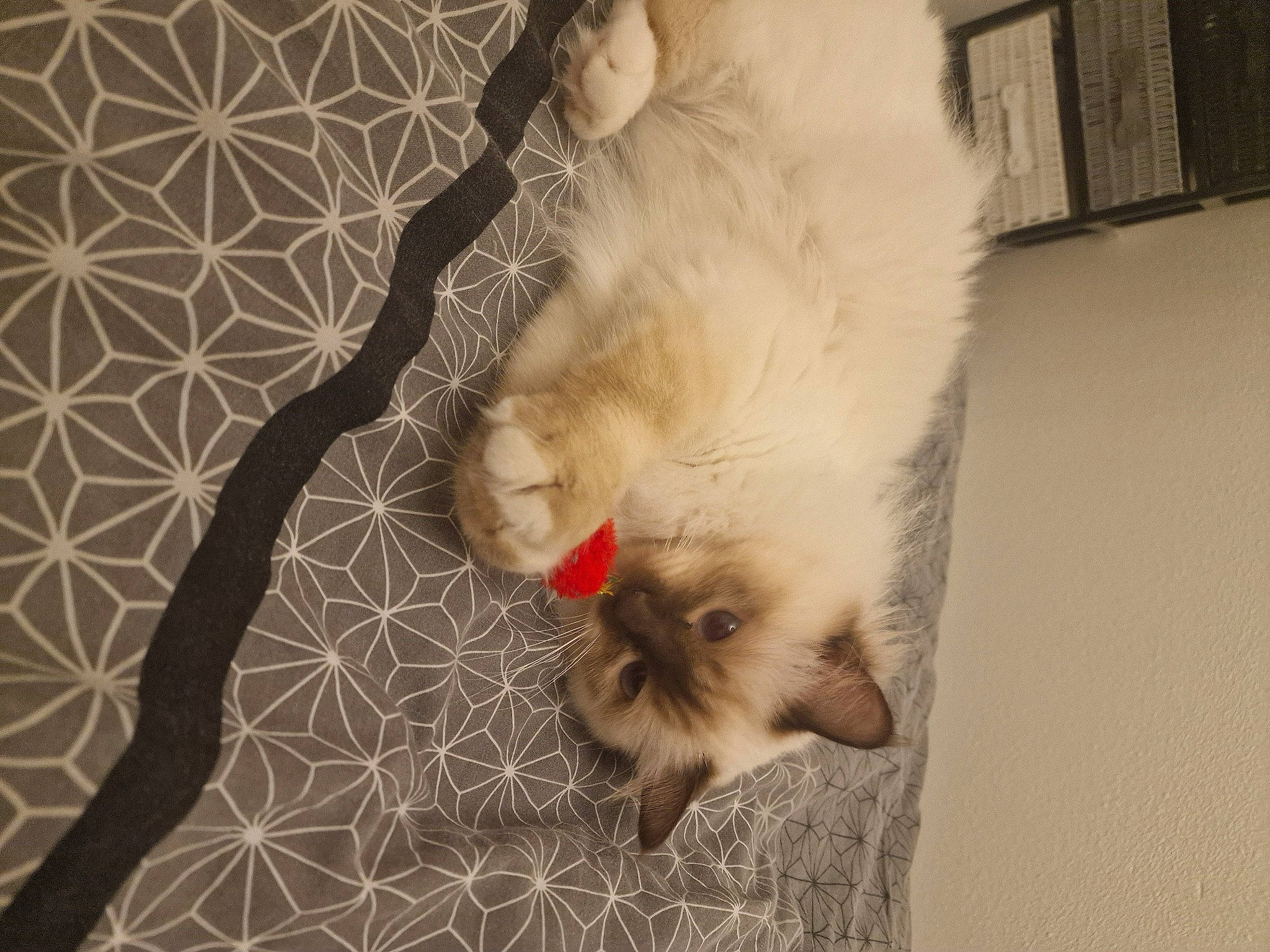 Uttopia a rejoint le concours — aidez-le/la à gagner de superbes lots ! canidae, carnivore, cat, claw, comfort, companion_dog, dog_breed, domestic_short_haired_cat, fawn, felidae, flooring, foot, fur, leg, paw, small_to_medium_sized_cats, snout, tail, whiskers, wood