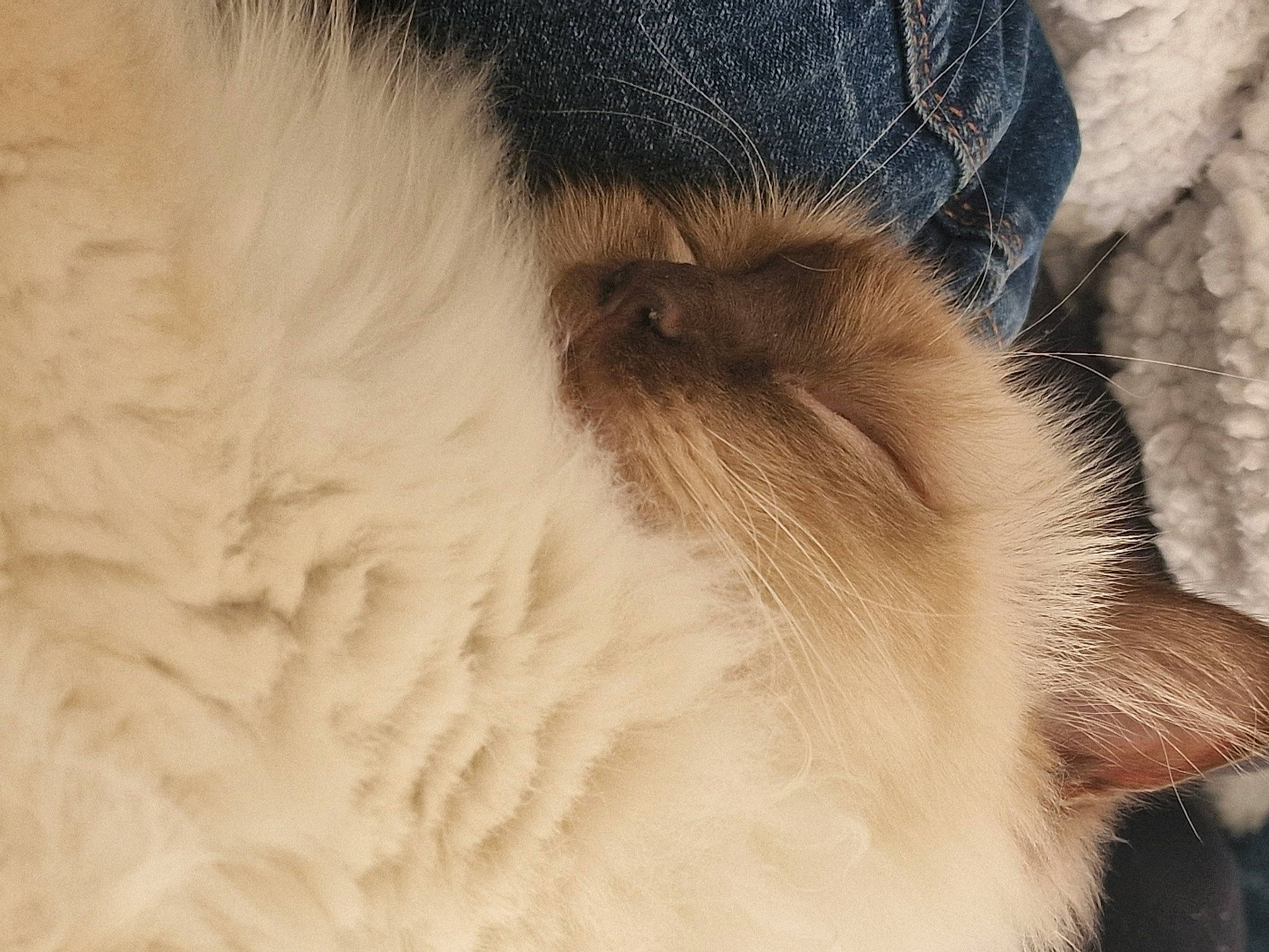 Uttopia a rejoint le concours — aidez-le/la à gagner de superbes lots ! balinese, canidae, carnivore, cat, claw, dog_breed, eyelash, fawn, felidae, fur, nap, paw, small_to_medium_sized_cats, snout, sporting_group, tail, terrestrial_animal, whiskers, wildlife