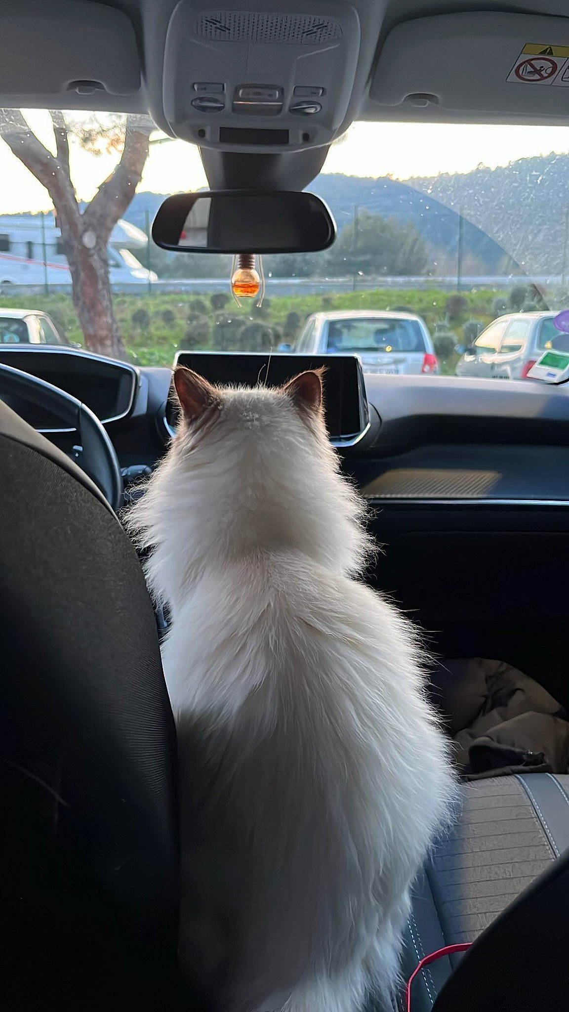 Uttopia a rejoint le concours — aidez-le/la à gagner de superbes lots ! automotive_design, automotive_exterior, automotive_lighting, automotive_mirror, car, carnivore, cat, companion_dog, dog_breed, felidae, hood, motor_vehicle, plant, rear_view_mirror, sky, small_to_medium_sized_cats, tree, vehicle, whiskers, window