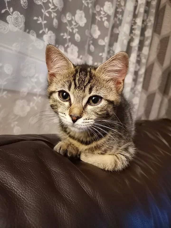 Misty joined the competition — help win amazing prizes! beige, carnivore, cat, domestic_short_haired_cat, european_shorthair, fawn, felidae, fur, iris, linens, small_to_medium_sized_cats, snout, tabby_cat, terrestrial_animal, vertebrate, whiskers