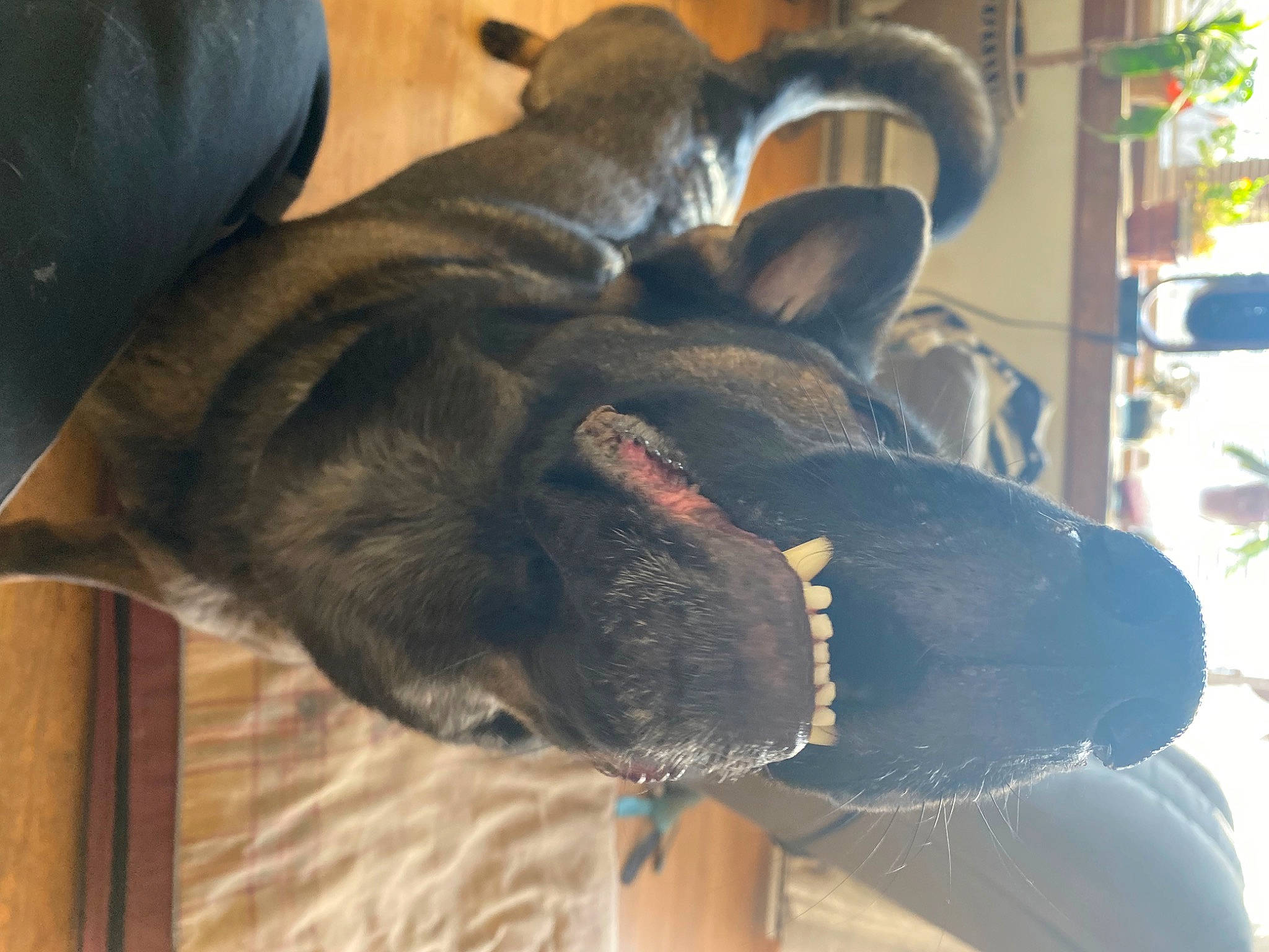 Ellie is registered to the contest to win money with this photo: carnivore, collar, comfort, companion_dog, dog, dog_breed, ear, electric_blue, fawn, fur, guard_dog, hat, non_sporting_group, pet_supply, plant, snout, tail, terrestrial_animal, working_animal