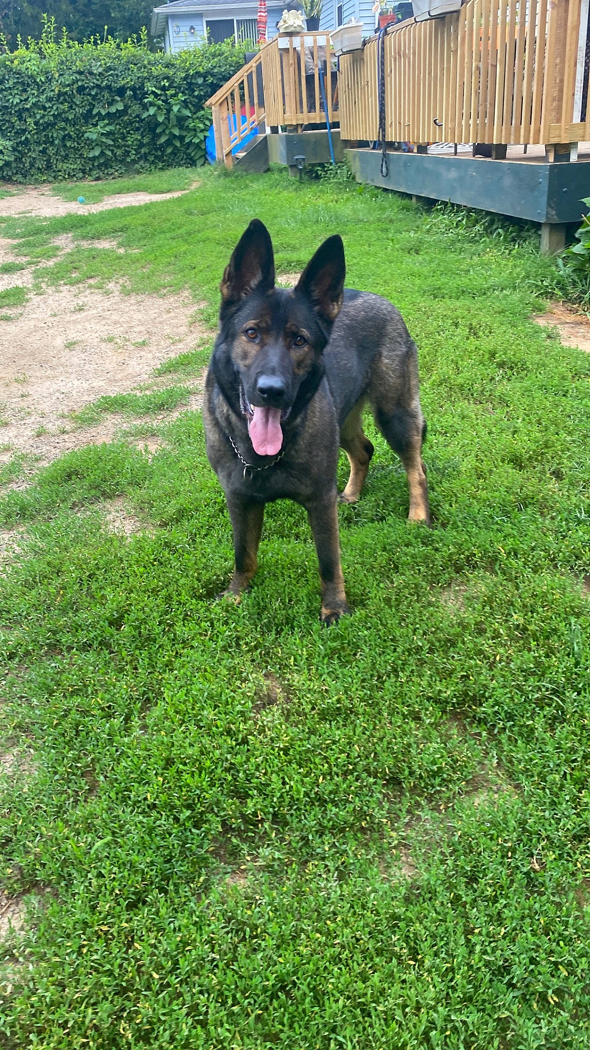 Ellie joined the competition — help win amazing prizes! canidae, carnivore, companion_dog, dog, dog_breed, door, garden, german_shepherd_dog, grass, groundcover, guard_dog, herding_dog, king_shepherd, lawn, non_sporting_group, plant, terrestrial_animal, working_animal, working_dog, yard