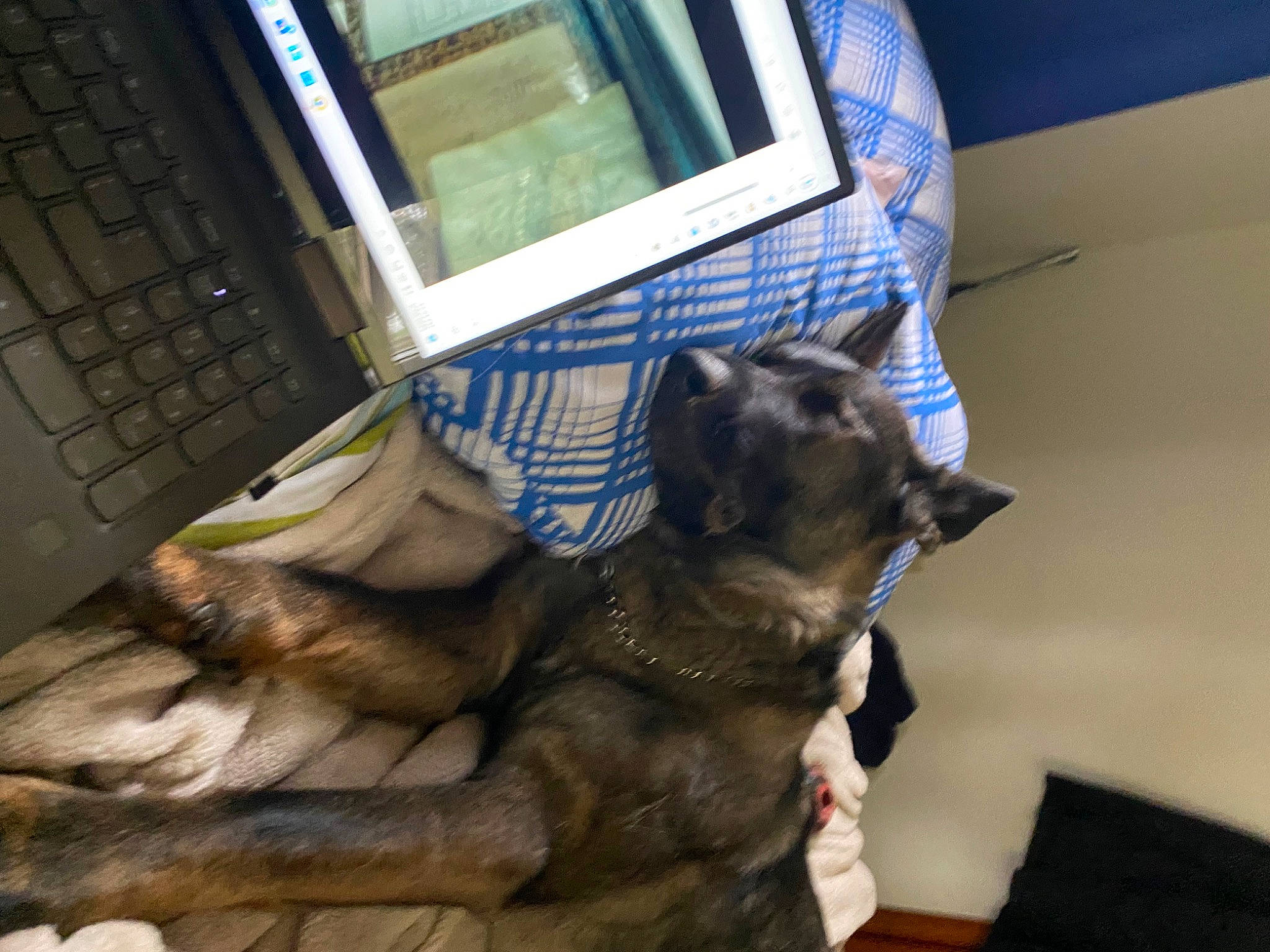 Ellie joined the competition — help win amazing prizes! carnivore, claw, companion_dog, computer_keyboard, dog, dog_breed, domestic_short_haired_cat, fawn, felidae, fur, german_shepherd_dog, input_device, laptop, small_to_medium_sized_cats, snout, sporting_group, tail, whiskers, window, working_animal