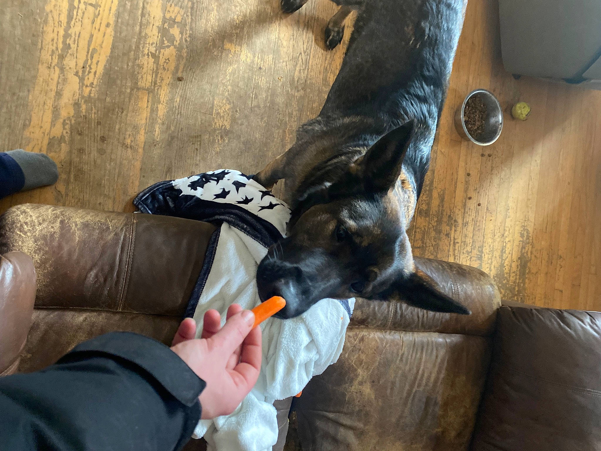 Ellie joined the competition — help win amazing prizes! canidae, carnivore, comfort, companion_dog, dog, dog_breed, felidae, flooring, fur, hardwood, human_leg, lap, nail, room, sitting, small_to_medium_sized_cats, sporting_group, tail, whiskers, wood