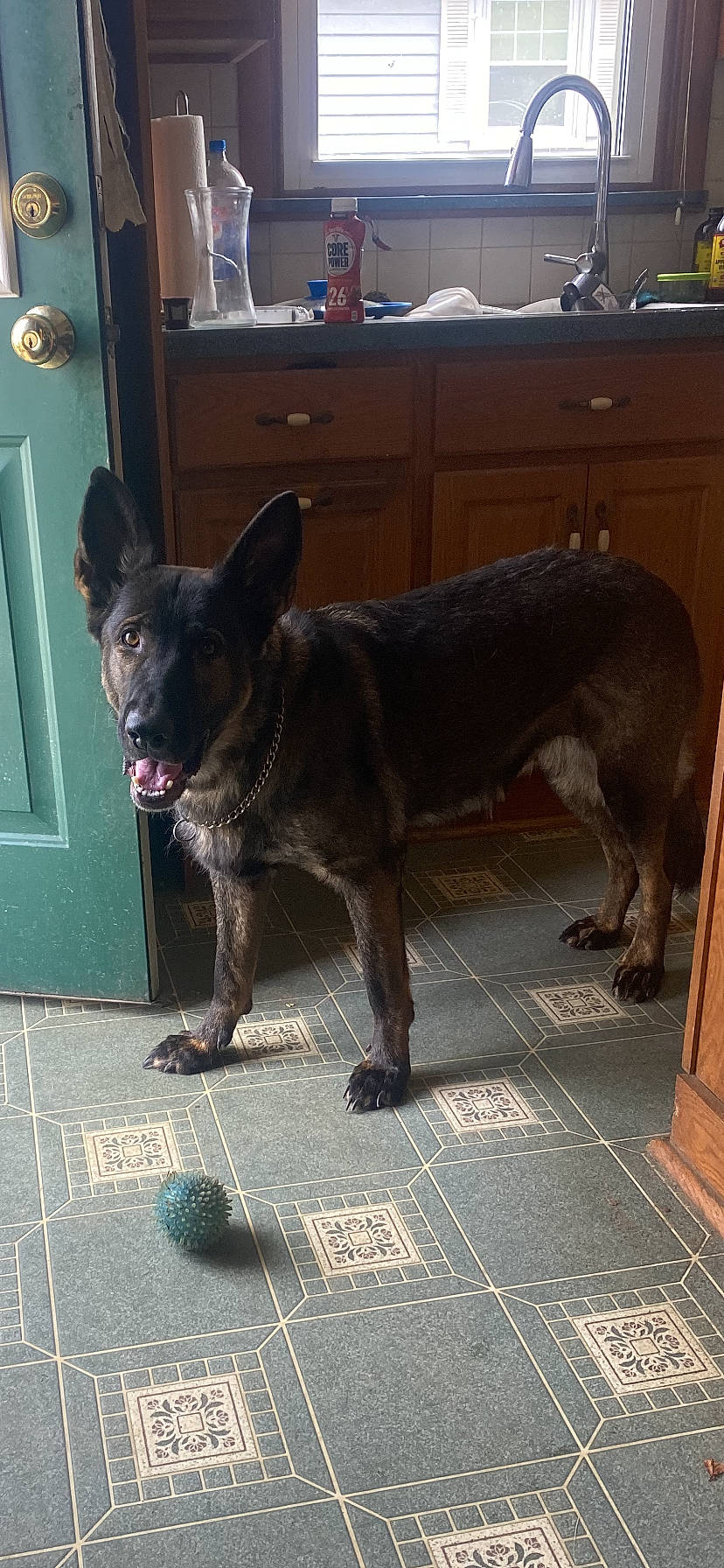 Ellie is registered to the contest to win money with this photo: cabinetry, carnivore, companion_dog, countertop, dog, dog_breed, door, drawer, fawn, floor, flooring, hardwood, kitchen_appliance, liver, sink, tail, tap, whiskers, wood, working_animal