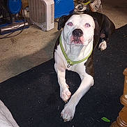 Jax joined the competition — help win amazing prizes! black_and_white, broom, cabinet, collar, concrete_floor, curious, dog, domestic_animal, drill, dustpan, furniture_leg, heater, household_items, indoor, lying_down, pet, red_eye, rug, shoes, vacuum_cleaner