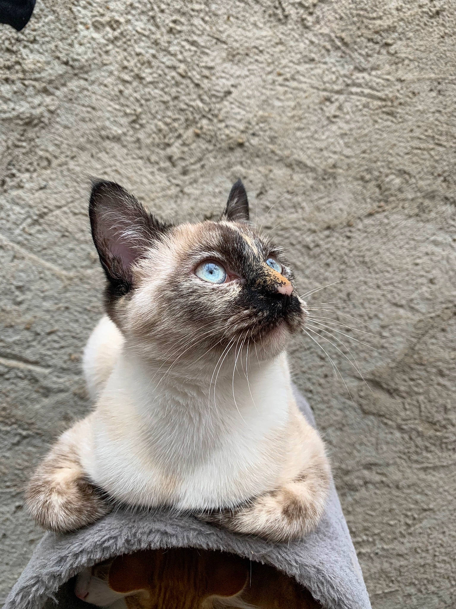 Ella participe au concours pour gagner de l'argent avec cette photo : aegean_cat, asian, balinese, birman, burmese, carnivore, cat, colorpoint_shorthair, domestic_short_haired_cat, fawn, felidae, ojos_azules, ragdoll, siamese, small_to_medium_sized_cats, snout, snowshoe, thai, tonkinese, whiskers