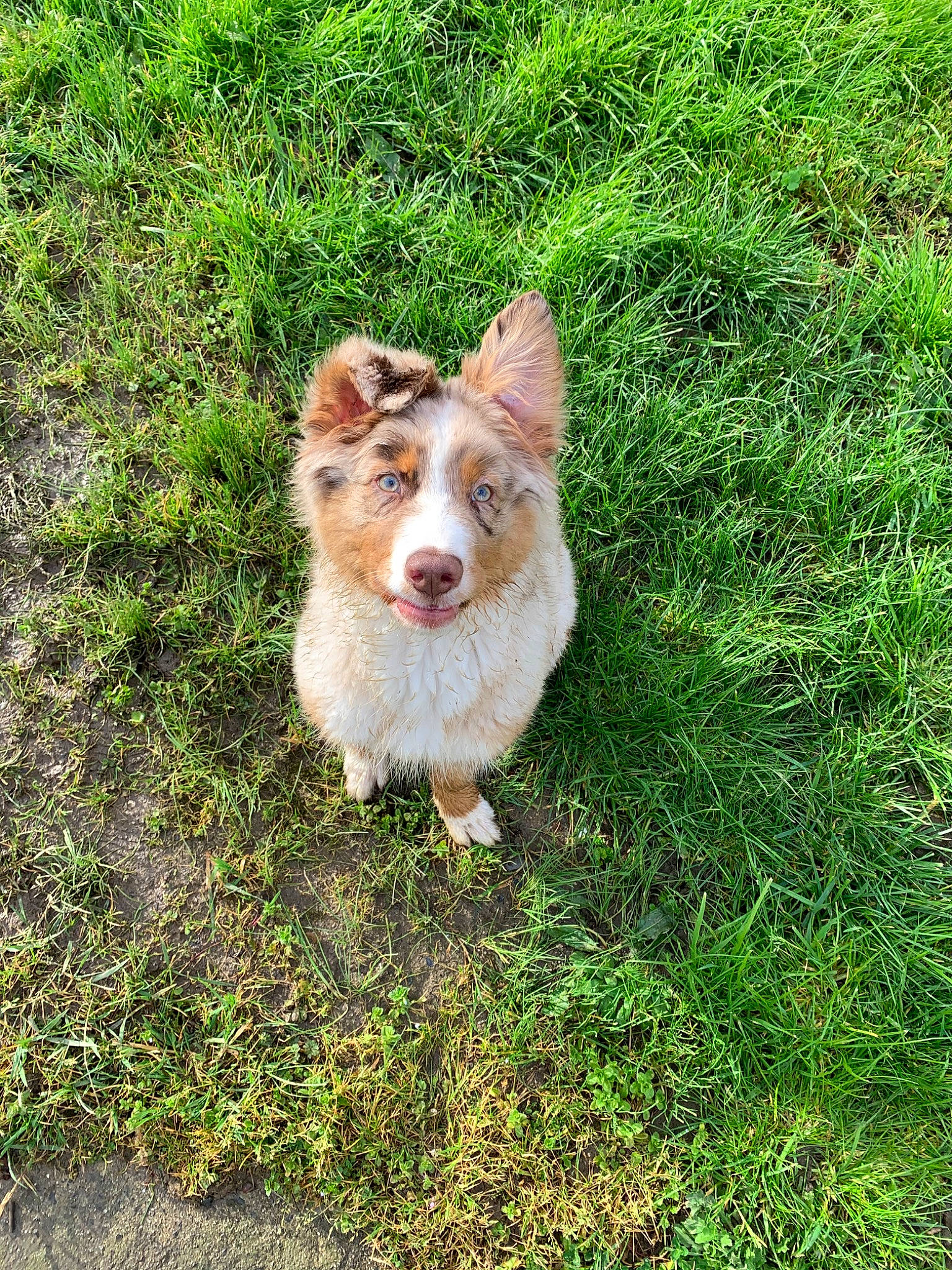 Naïa participe au concours pour gagner de l'argent avec cette photo : canidae, carnivore, companion_dog, dog, dog_breed, fawn, grass, mammal, sporting_group, vertebrate