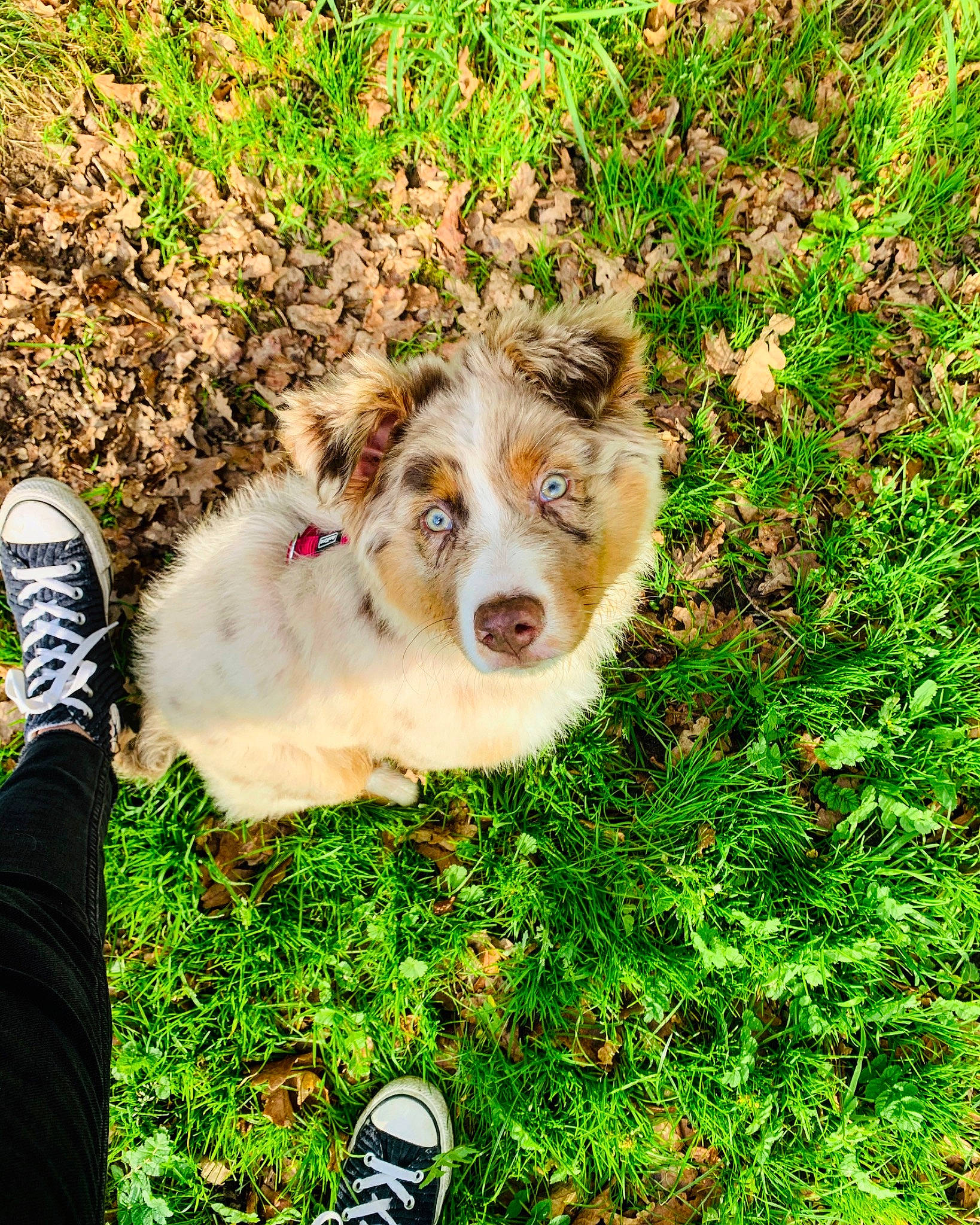 Naïa participe au concours pour gagner de l'argent avec cette photo : australian_shepherd, border_collie, canidae, carnivore, companion_dog, dog, dog_breed, grass, herding_dog, miniature_australian_shepherd, plant, puppy, shetland_sheepdog, sporting_group, tree, welsh_sheepdog, working_dog