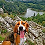 dog, happy, tongue_out, rocks, lake, trees, greenery, outdoor, nature, landscape, hill, leash, canine, pet, smiling, scenic, cloudy_sky, animal, forest, water