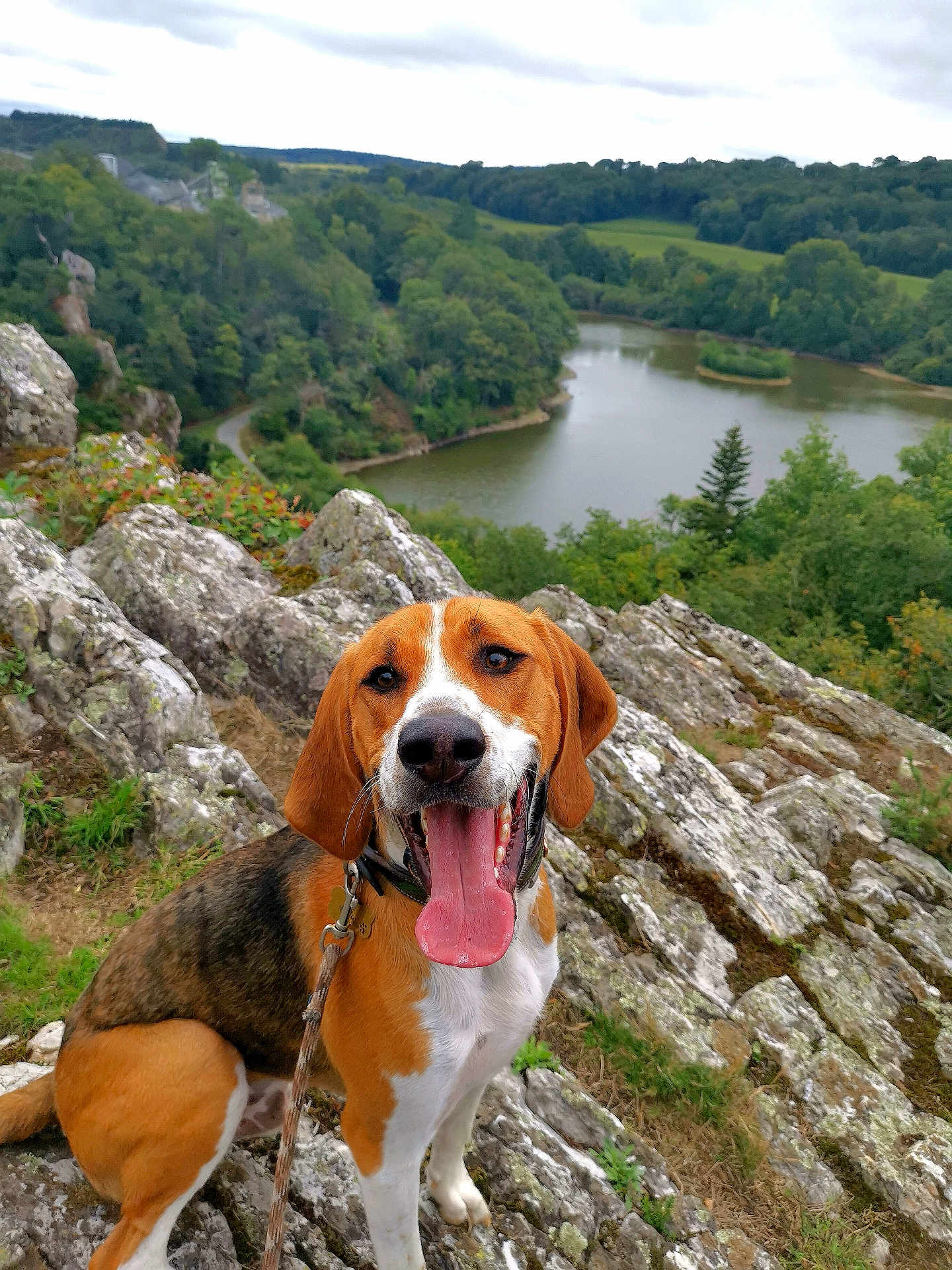 Vidoc participe au concours pour gagner de l'argent avec cette photo : dog, happy, tongue_out, rocks, lake, trees, greenery, outdoor, nature, landscape, hill, leash, canine, pet, smiling, scenic, cloudy_sky, animal, forest, water