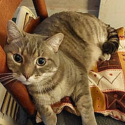 Mozart participe au concours pour gagner de l'argent avec cette photo : animal, cat, chair, cozy, curious_eyes, cushion, cute, domestic_cat, fur, furniture, indoor, looking_up, patterned_cloth, paw, pet, relaxed, resting, striped, tabby_cat, whiskers
