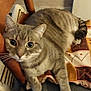 animal, cat, chair, cozy, curious_eyes, cushion, cute, domestic_cat, fur, furniture, indoor, looking_up, patterned_cloth, paw, pet, relaxed, resting, striped, tabby_cat, whiskers