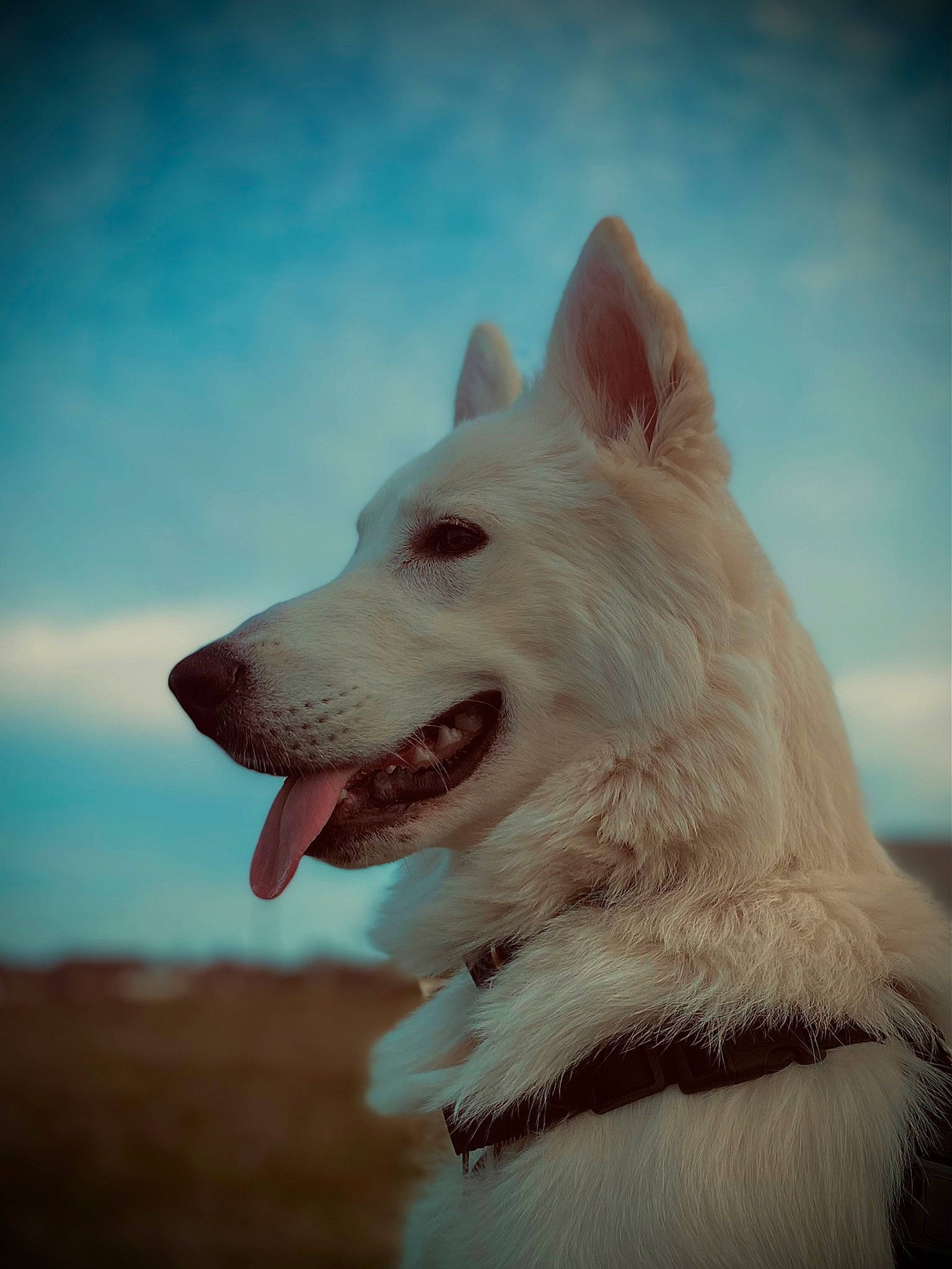 Joy participe au concours pour gagner de l'argent avec cette photo : canidae, carnivore, cloud, companion_dog, dog, dog_breed, electric_blue, fang, fur, happy, non_sporting_group, ocean, shout, sky, smile, snout, sporting_group, terrestrial_animal, working_animal, working_dog