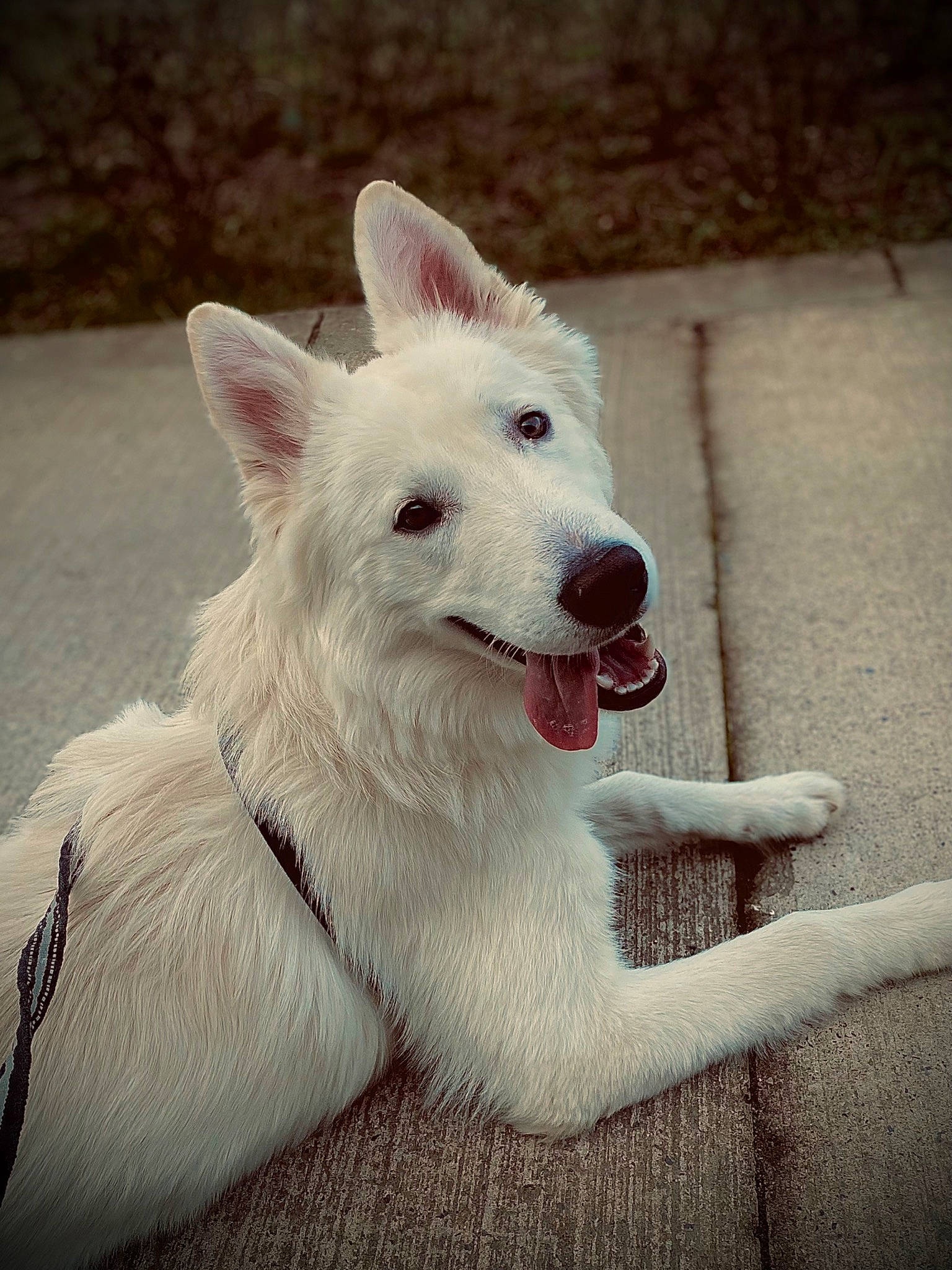 Joy participe au concours pour gagner de l'argent avec cette photo : ancient_dog_breeds, canidae, carnivore, collar, companion_dog, dog, dog_breed, fang, fur, giant_dog_breed, happy, non_sporting_group, paw, sporting_group, tail, terrestrial_animal, whiskers, working_animal, working_dog