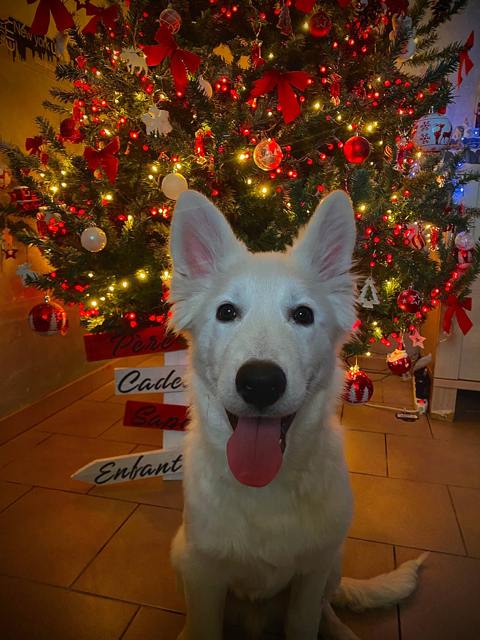 Joy a rejoint le concours — aidez-le/la à gagner de superbes lots ! carnivore, christmas, christmas_decoration, christmas_eve, christmas_ornament, christmas_tree, companion_dog, dog, dog_breed, event, evergreen, fur, giant_dog_breed, holiday, holiday_ornament, ornament, plant, snout, sporting_group, tree