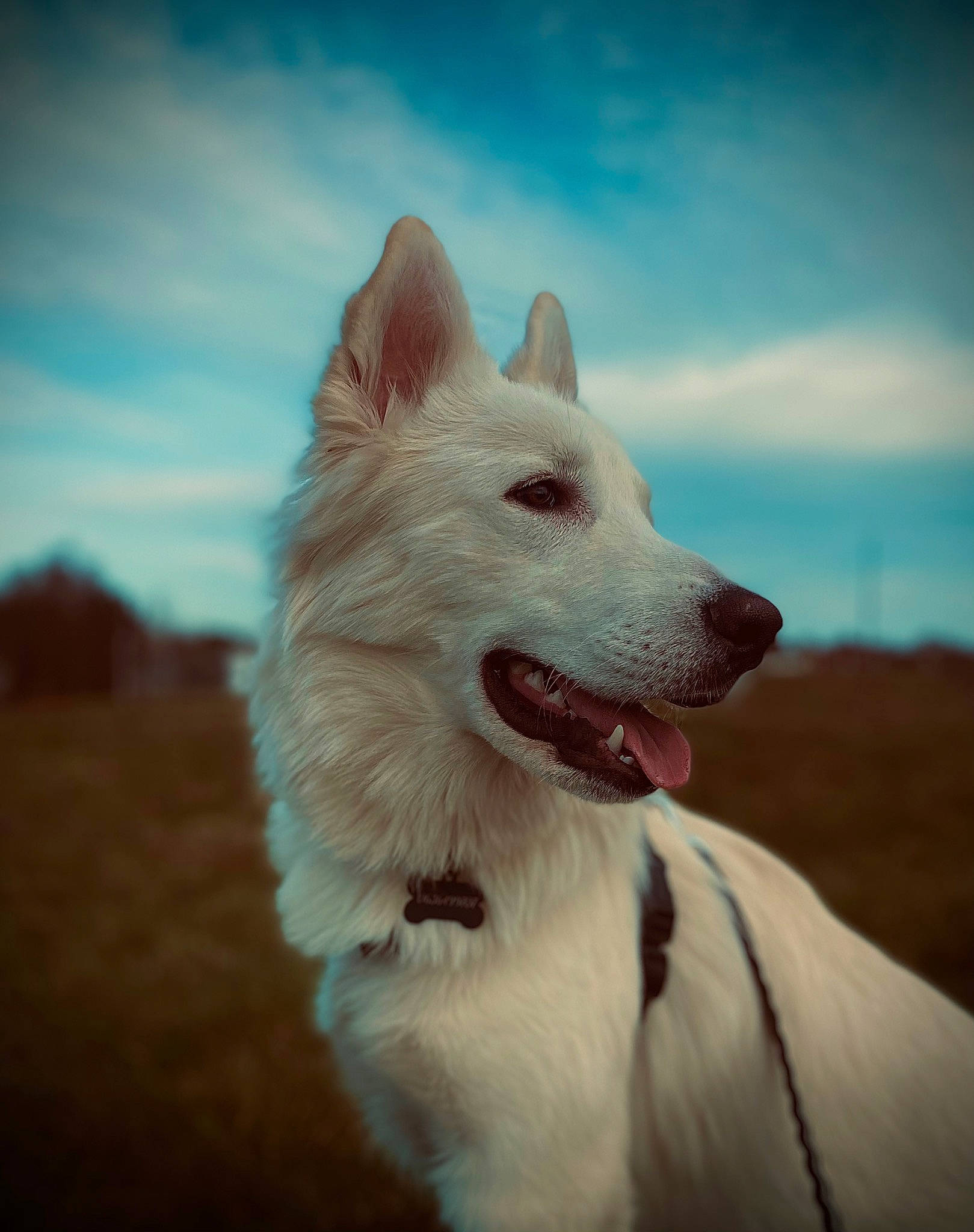 Joy participe au concours pour gagner de l'argent avec cette photo : canidae, carnivore, cloud, collar, companion_dog, dog, dog_breed, fang, fur, happy, meteorological_phenomenon, non_sporting_group, ocean, sky, snout, sporting_group, terrestrial_animal, whiskers, working_animal, working_dog