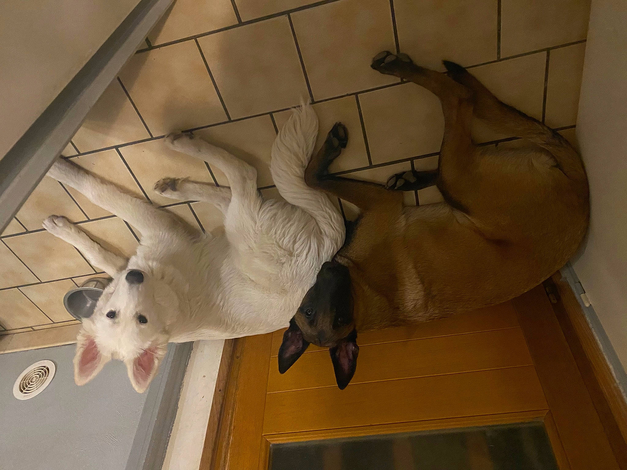 Joy participe au concours pour gagner de l'argent avec cette photo : art, carving, classical_sculpture, companion_dog, flooring, fur, mammal, metal, monument, plaster, sculpture, snout, stairs, statue, tail, vertebrate, visual_arts, whiskers, wing, wood