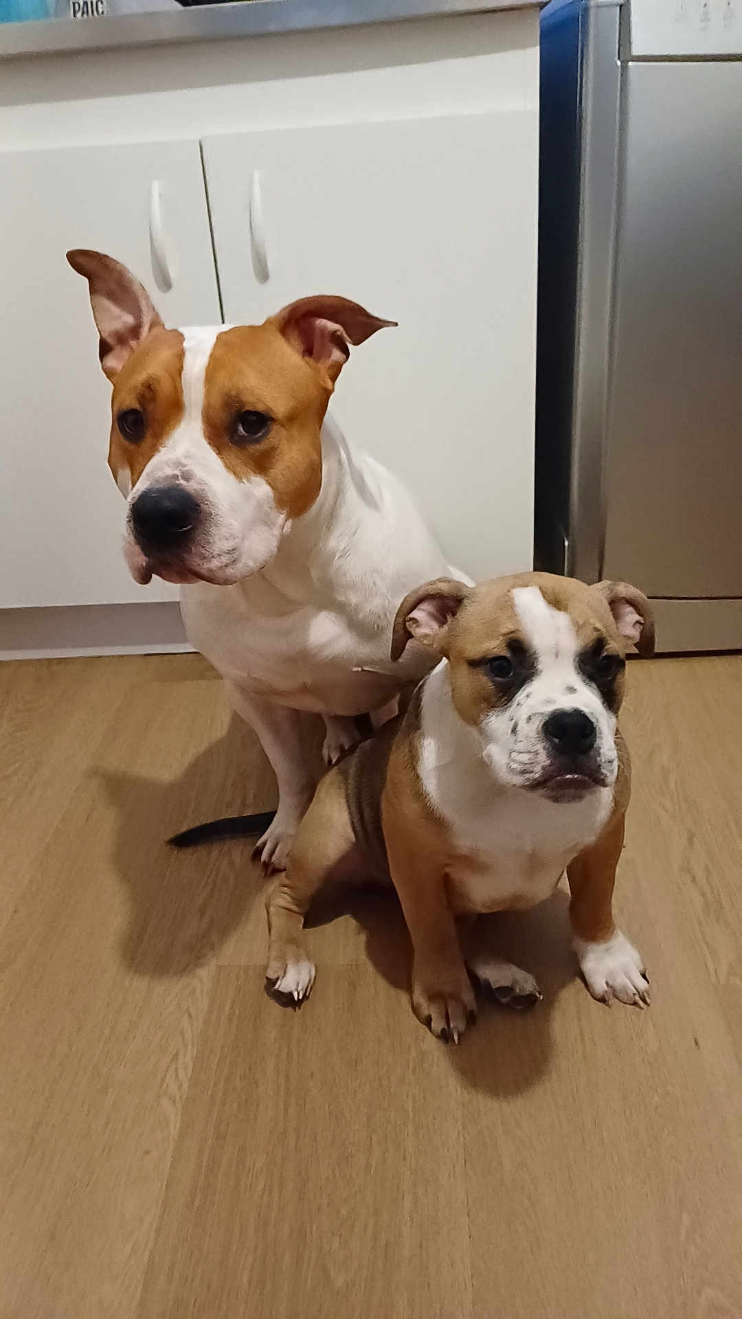 Vaya participe au concours pour gagner de l'argent avec cette photo : dog, puppy, brown_and_white, indoor, wooden_floor, kitchen, cabinet, appliance, pet, animal, sitting, curious, ears_up, floor, domestic, companions, cute, young_dog, two_dogs, household