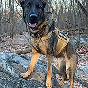 Athena is registered to the contest to win money with this photo: dog, service_dog, german_shepherd, outdoor, forest, rocks, harness, standing, canine, nature, trees, leaves, tongue_out, alert, animal, pet, brown, black, daylight, wildlife