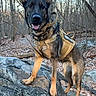 dog, service_dog, german_shepherd, outdoor, forest, rocks, harness, standing, canine, nature, trees, leaves, tongue_out, alert, animal, pet, brown, black, daylight, wildlife