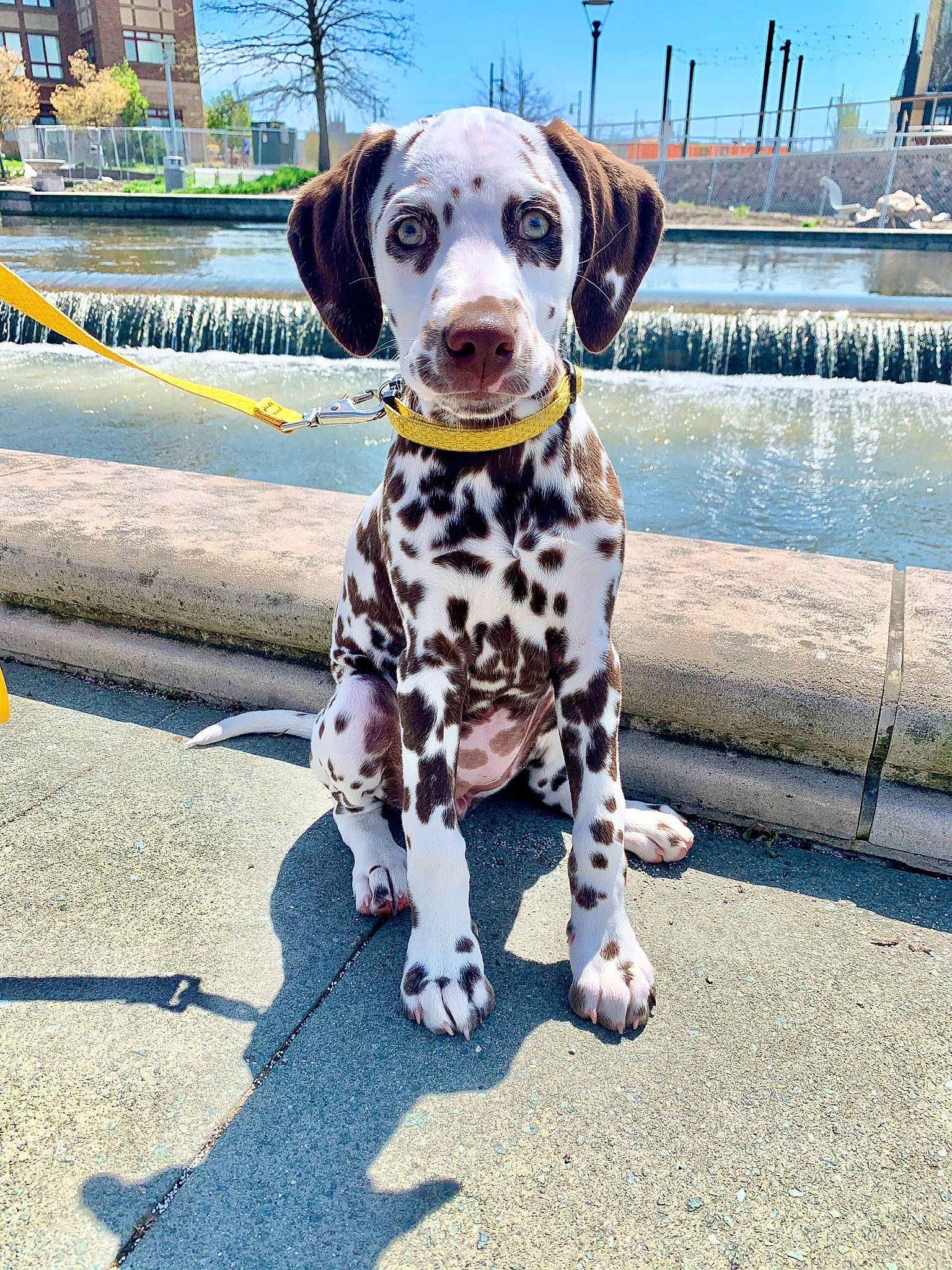 Opal is registered to the contest to win money with this photo: canidae, carnivore, channel, collar, companion_dog, dalmatian, dog, dog_breed, dog_collar, dog_supply, leash, pet_supply, pointing_breed, snout, sporting_group, water_feature, working_animal, working_dog