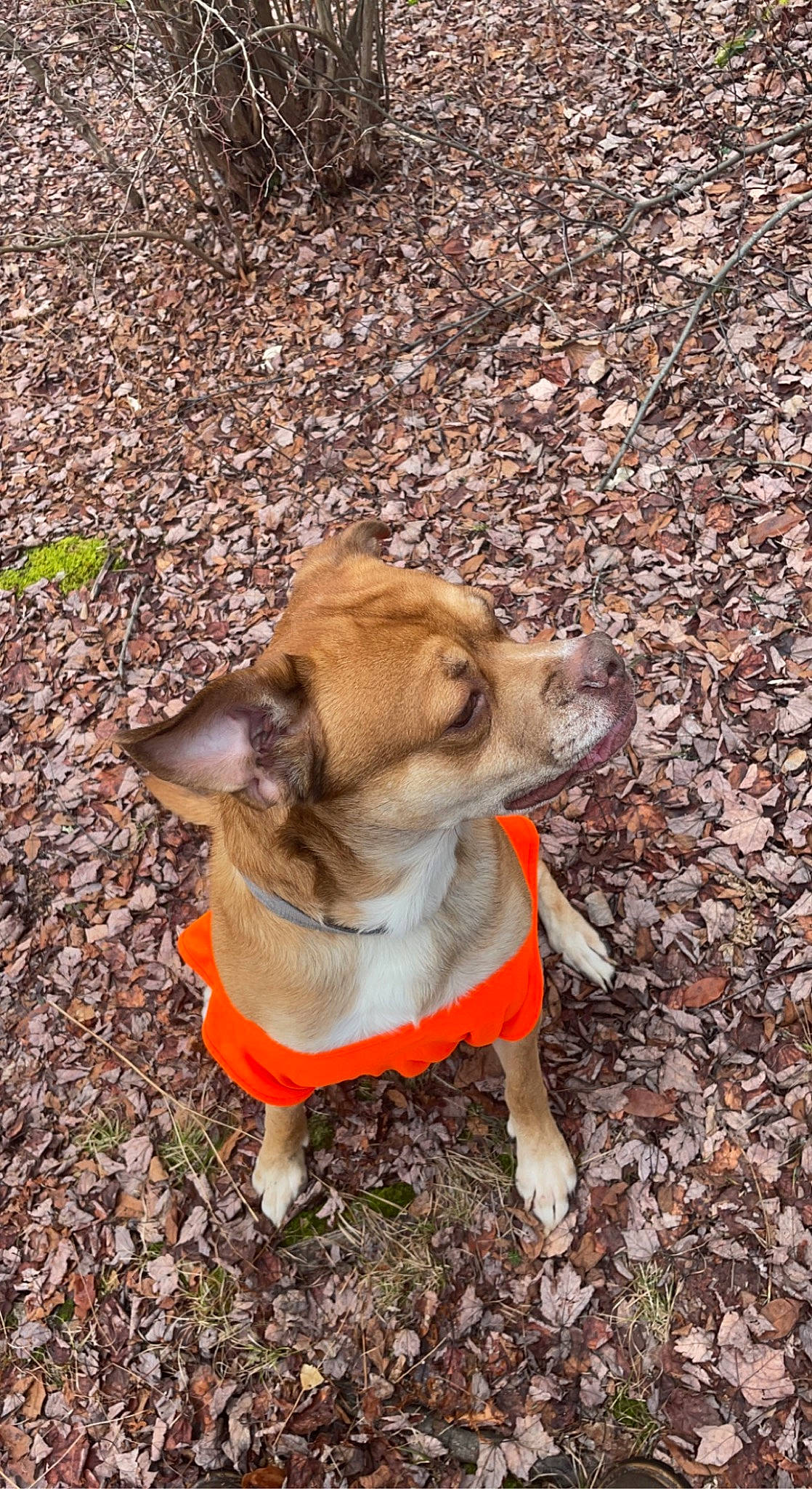 Buck is registered to the contest to win money with this photo: adventure, canidae, carnivore, collar, companion_dog, dog, dog_breed, dog_clothes, dog_collar, dog_supply, fashion_accessory, fawn, grass, leash, snout, soil, sporting_group, tail, vertebrate, working_animal