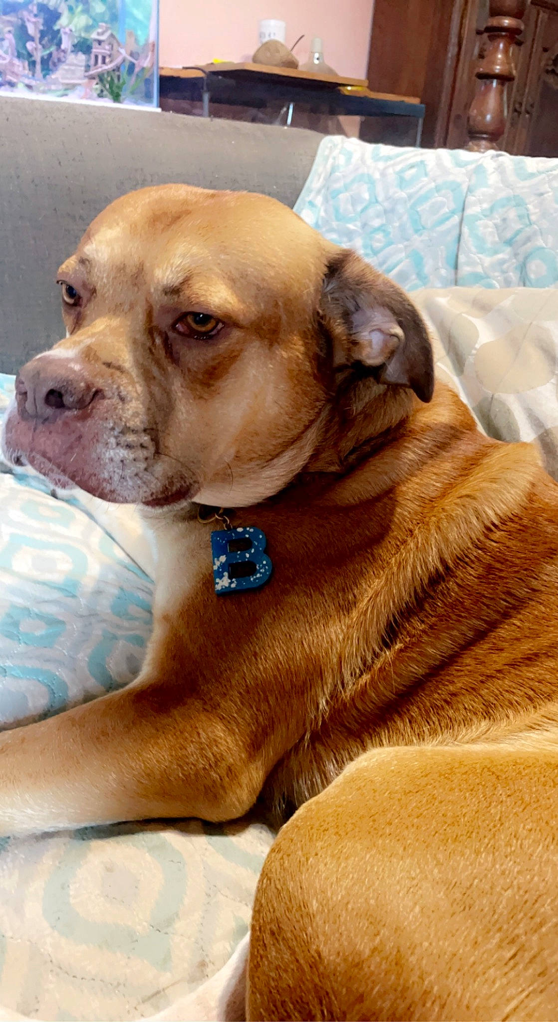 Buck joined the competition — help win amazing prizes! canidae, carnivore, collar, comfort, companion_dog, dog, dog_breed, dog_collar, dog_supply, fawn, fur, guard_dog, liver, non_sporting_group, pet_supply, sporting_group, whiskers, working_animal, working_dog, wrinkle