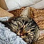 cat, tabby, blanket, cozy, indoor, resting, fur, pet, sleepy, cushion, texture, closeup, whiskers, ears, comfort, home, animal, relaxation, cute, nap