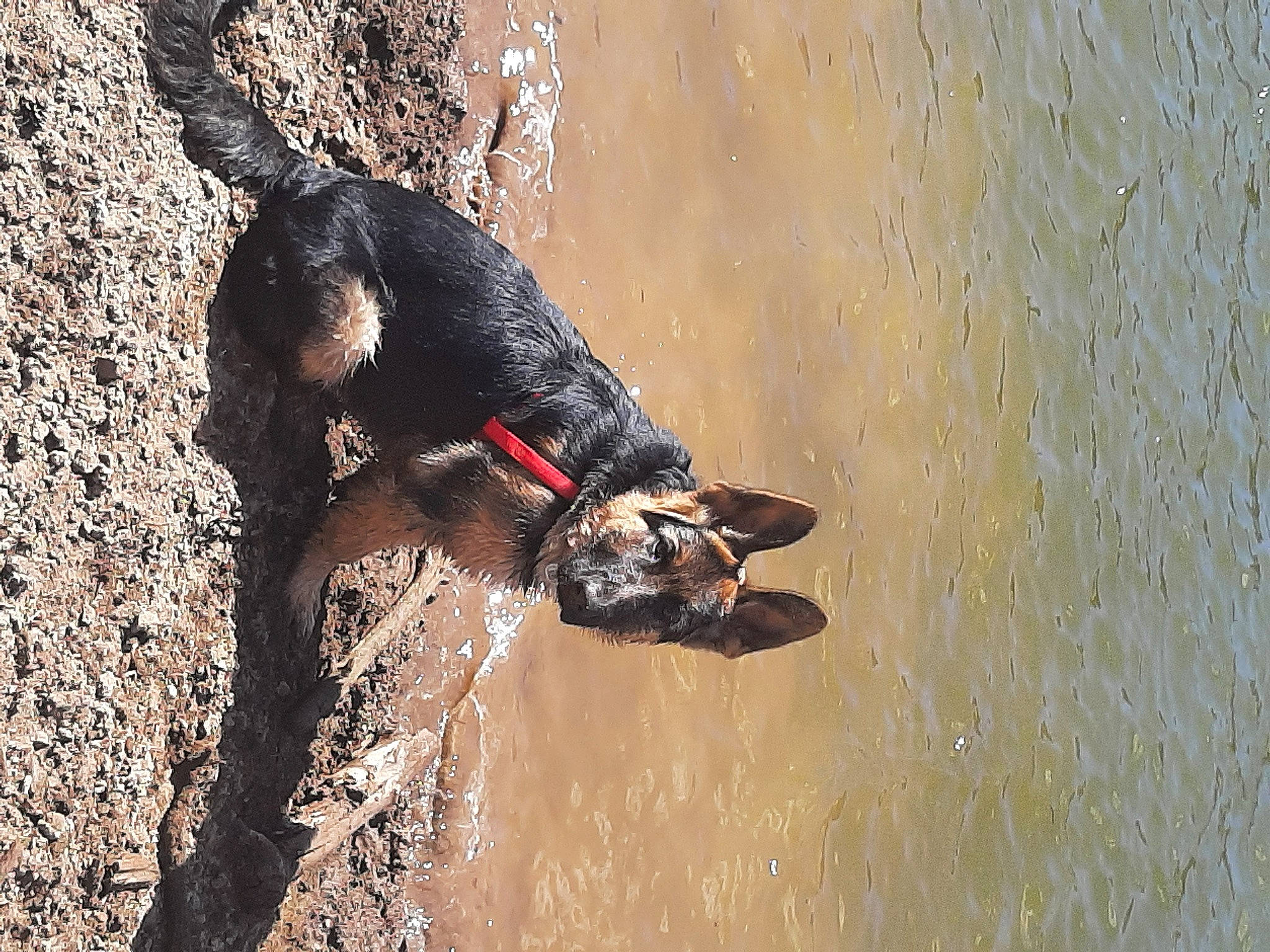 Tango participe au concours pour gagner de l'argent avec cette photo : canidae, carnivore, collar, dog, dog_breed, fawn, guard_dog, hunting_dog, lake, recreation, snout, soil, sporting_group, tail, terrestrial_animal, water, waterfowl, wildlife, working_animal, working_dog