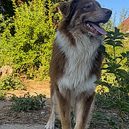 Vito participe au concours pour gagner de l'argent avec cette photo : dog, canine, outdoor, greenery, plants, concrete, tongue_out, happy, fur, pet, nature, sunlight, blue_sky, standing, animal, mammal, garden, daytime, side_view, brown_and_white