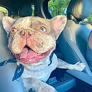 Gizmo is registered to the contest to win money with this photo: dog, french_bulldog, pet, animal, car, vehicle, interior, front_seat, passenger, happy, smiling, open_mouth, tongue, mismatched_eyes, ears, paws, collar, blue_bandana, daylight, outdoor_background