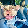 dog, french_bulldog, pet, animal, car, vehicle, interior, front_seat, passenger, happy, smiling, open_mouth, tongue, mismatched_eyes, ears, paws, collar, blue_bandana, daylight, outdoor_background