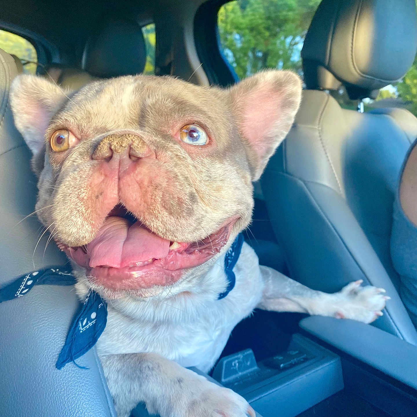 Gizmo