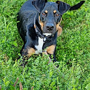 Saïko participe au concours pour gagner de l'argent avec cette photo : animal, appenzeller, beagle, bulldog, canine, countryside, dog, field, grass, grassland, herbs, hound, labradorretriever, meadow, nature, outdoors, pet, plant, puppy, rural