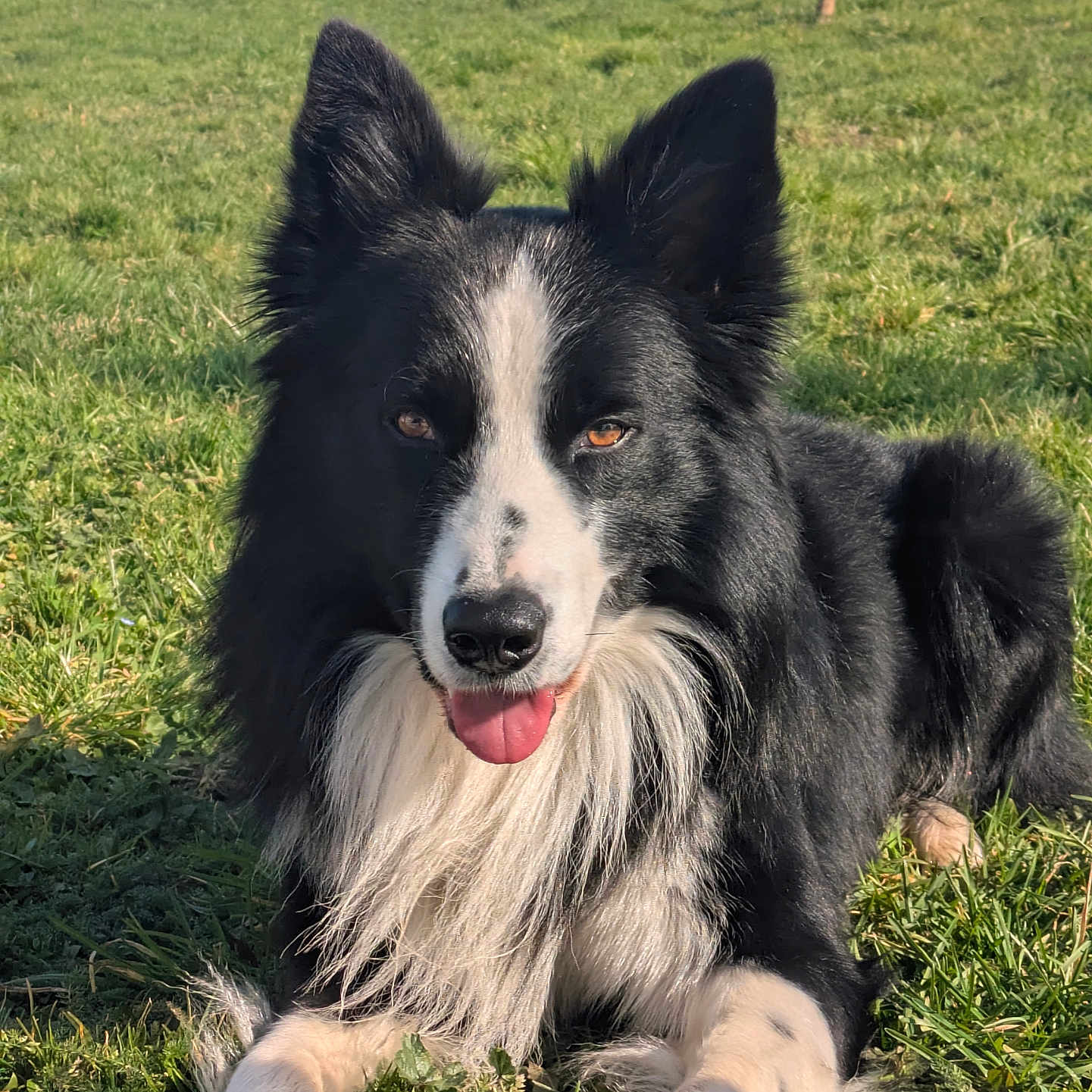 Thy participe au concours pour gagner de l'argent avec cette photo : animal, bodypart, canine, car, collie, dog, field, grass, grassland, husky, lawn, mouth, nature, outdoors, pet, plant, puppy, transportation, vehicle, yard