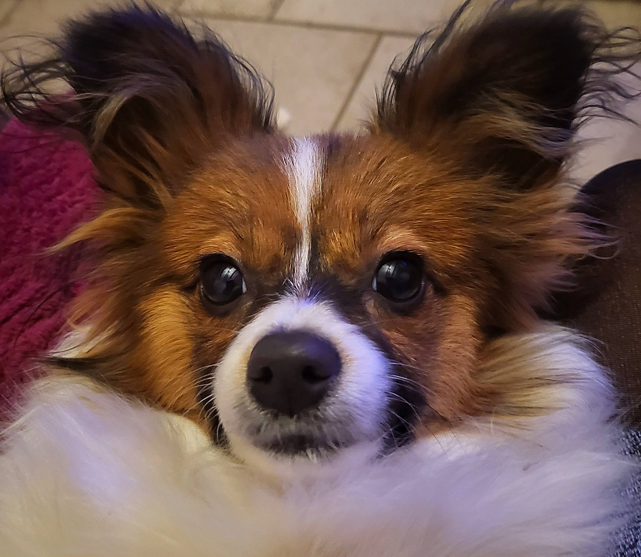 Tania a rejoint le concours — aidez-le/la à gagner de superbes lots ! canidae, carnivore, companion_dog, corgi_chihuahua, dog, dog_breed, dog_supply, ear, fawn, fur, head, papillon, russkiy_toy, snout, sporting_group, terrestrial_animal, toy_dog, whiskers