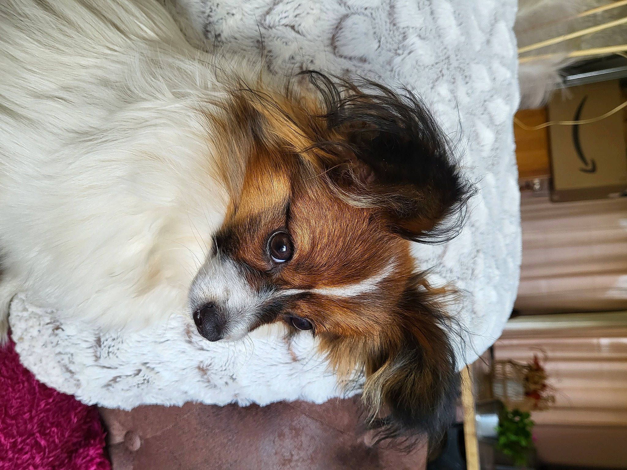 Tania a rejoint le concours — aidez-le/la à gagner de superbes lots ! canidae, carnivore, companion_dog, dog, dog_breed, dog_supply, ear, eyewear, fawn, fur, liver, papillon, puppy, snout, spaniel, sporting_group, terrestrial_animal, toy_dog, whiskers, working_animal