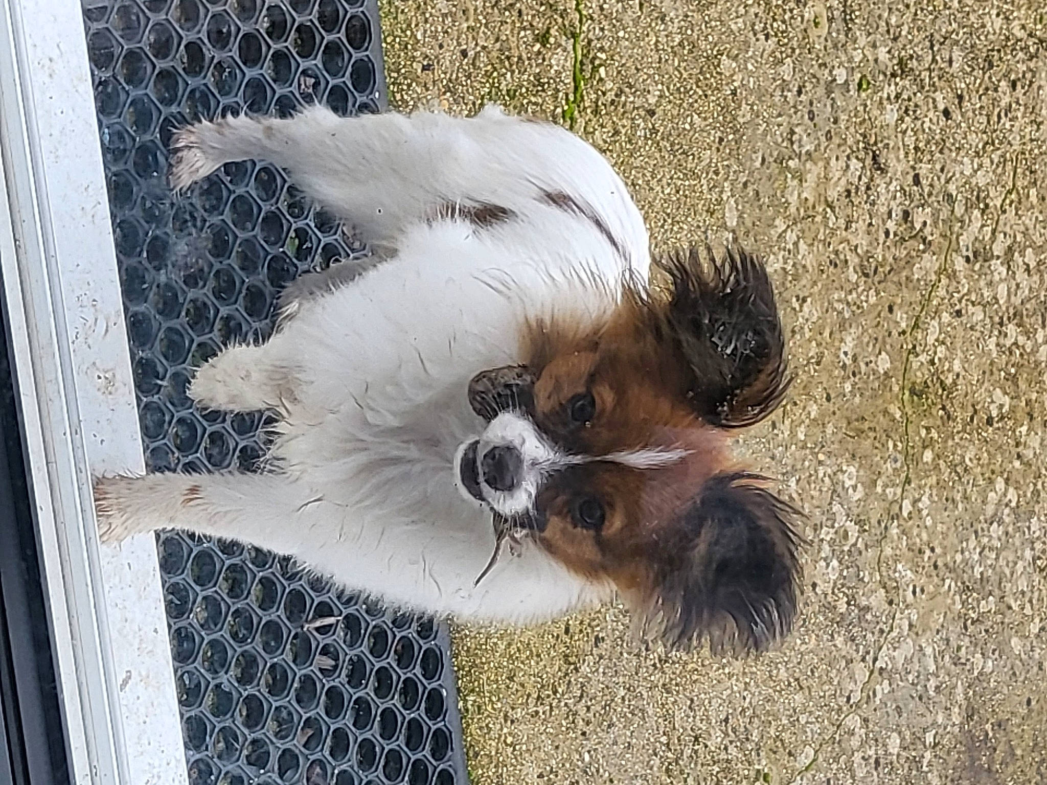 Tania participe au concours pour gagner de l'argent avec cette photo : canidae, carnivore, companion_dog, dog, dog_breed, dog_supply, fawn, fur, mesh, non_sporting_group, paw, snout, soil, sporting_group, tail, terrestrial_animal, toy_dog, whiskers, wing, working_animal